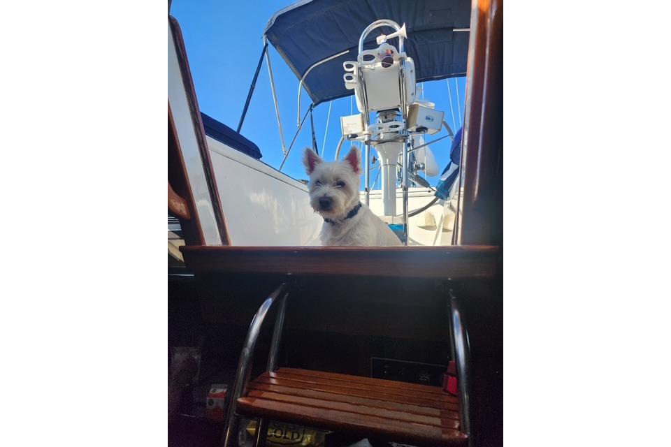 Dog on 1984 Bristol 45.5 Center Cockpit sailboat, blue sky background.