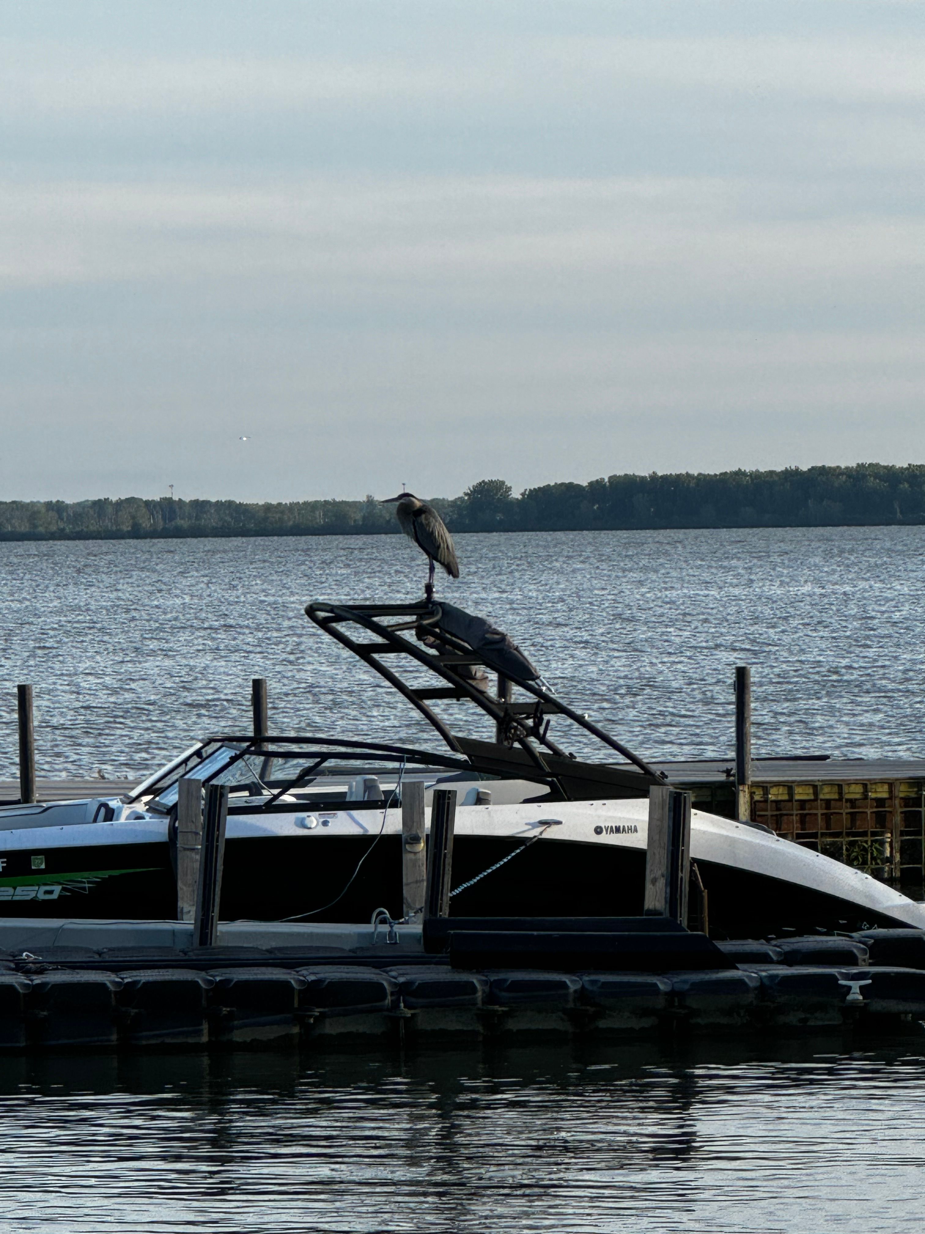 2021 Yamaha AR250 boat with bird perched on top.