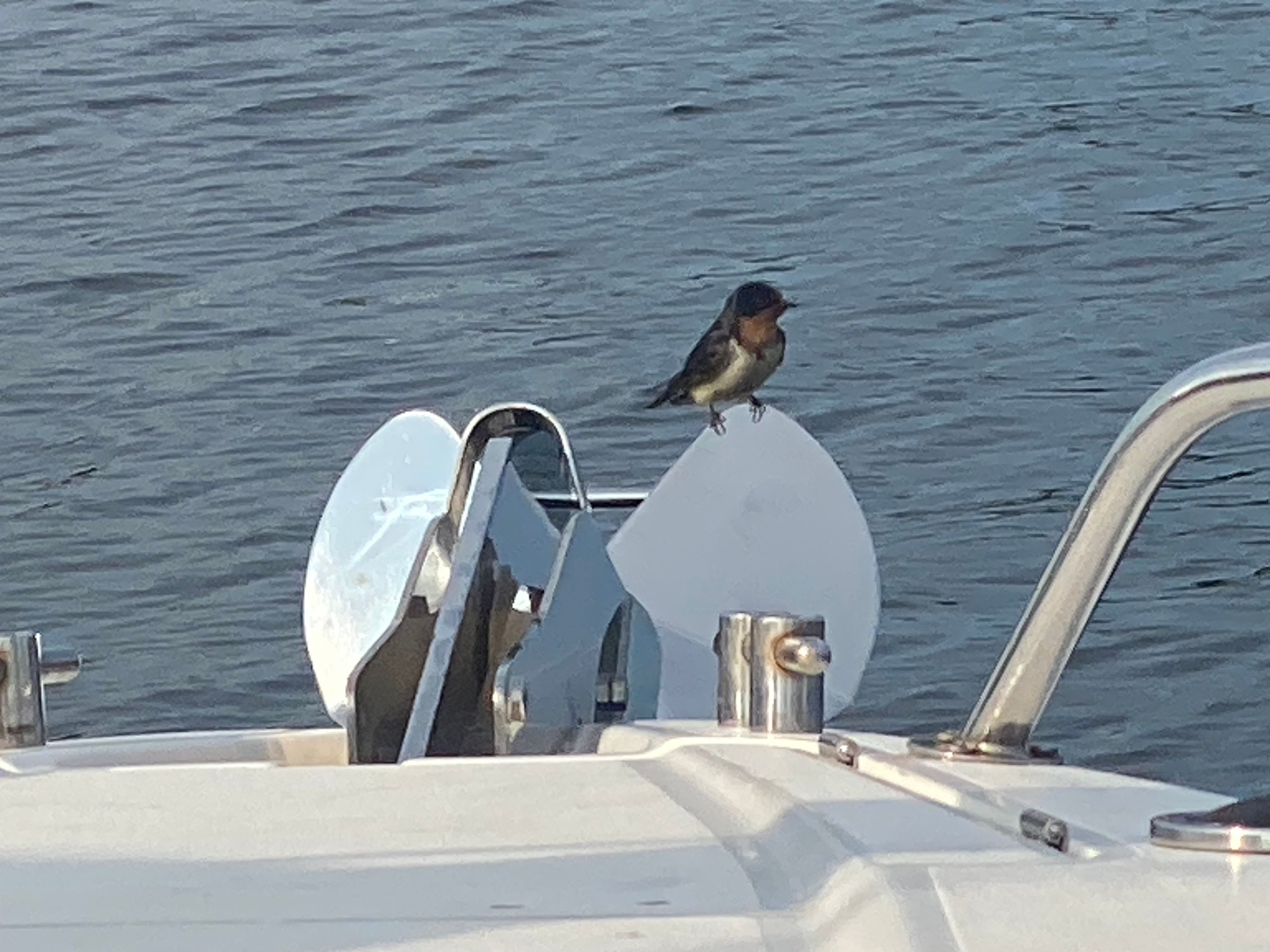 Bird perched on anchor of Sunseeker Hawk 31 boat.
