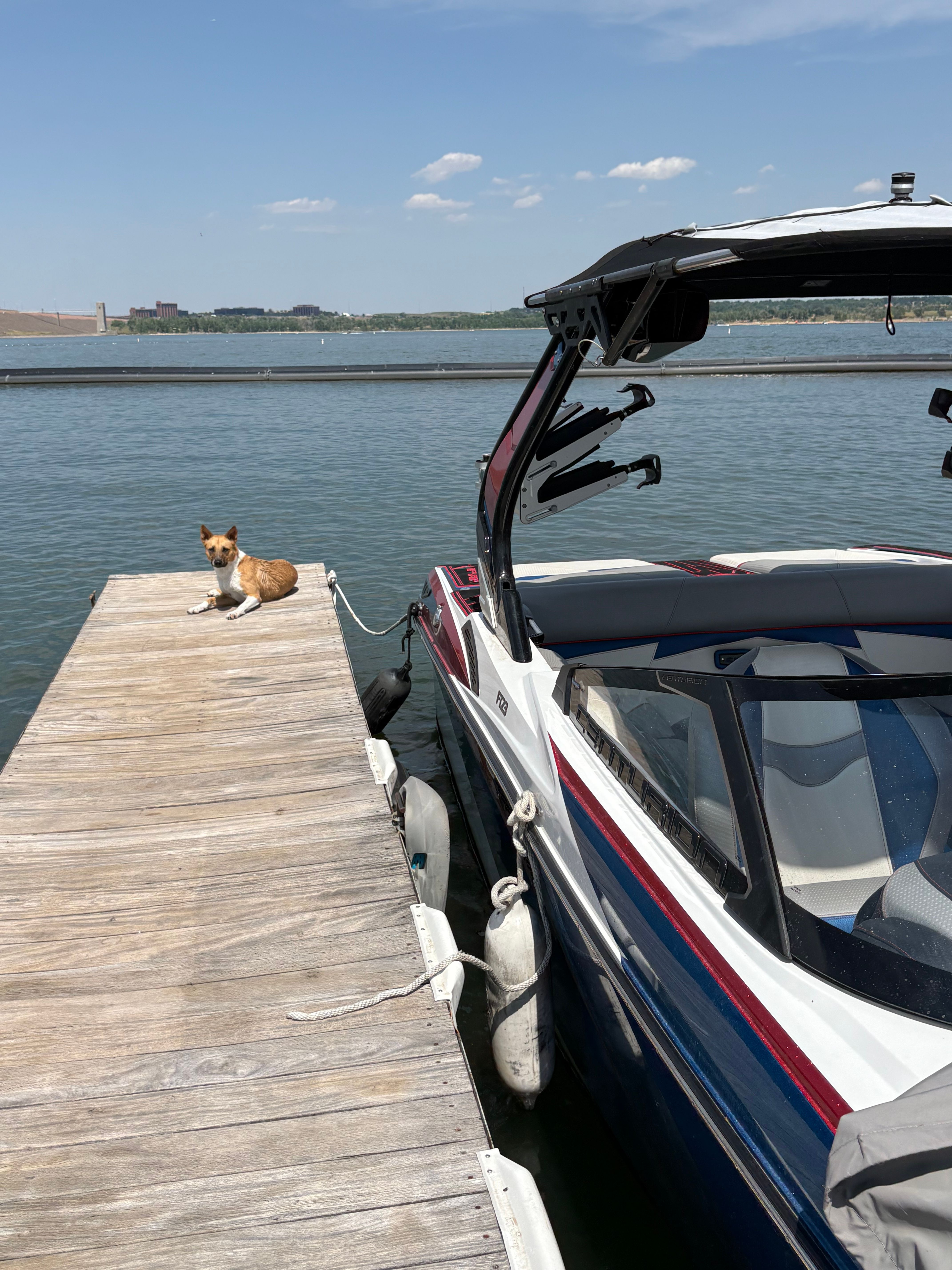 Dog on dock beside Ski Centurion FI23 boat, 2022 model.