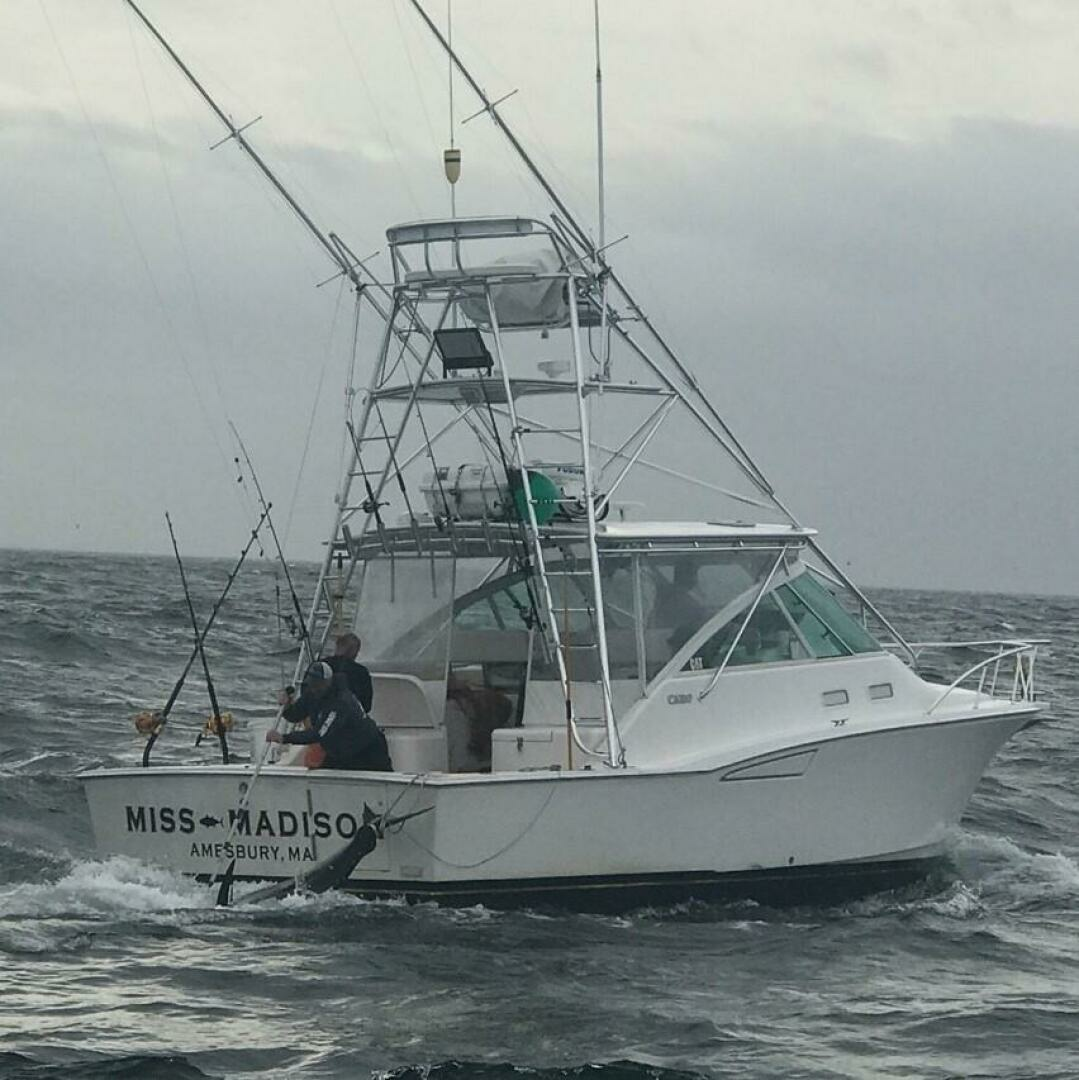 2003 Cabo Express - Image 6