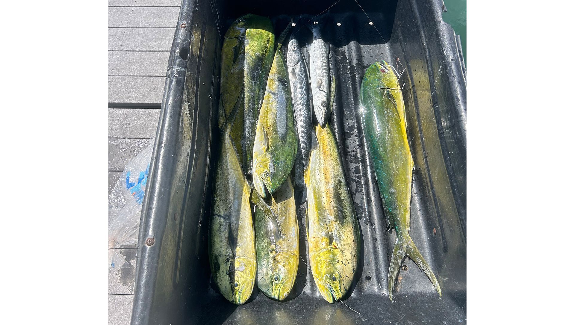 2023 Robalo 246 Cayman - 14