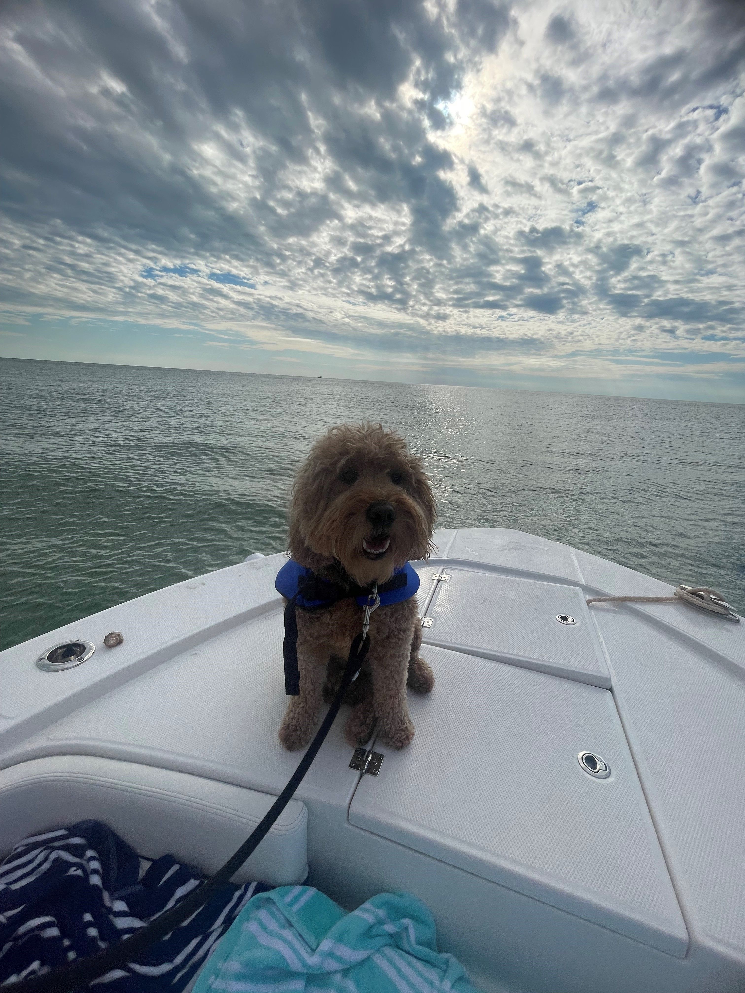 A dog sits on the deck of a boat overlooking the sea under a cloudy sky.
