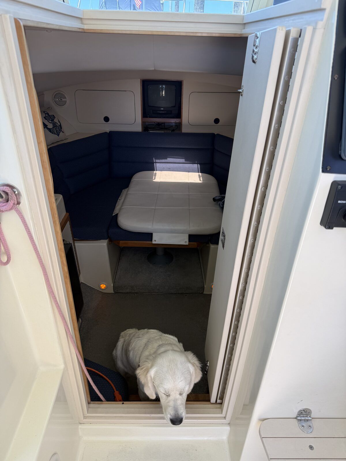 A dog stands in the doorway of a boat cabin with blue seating.