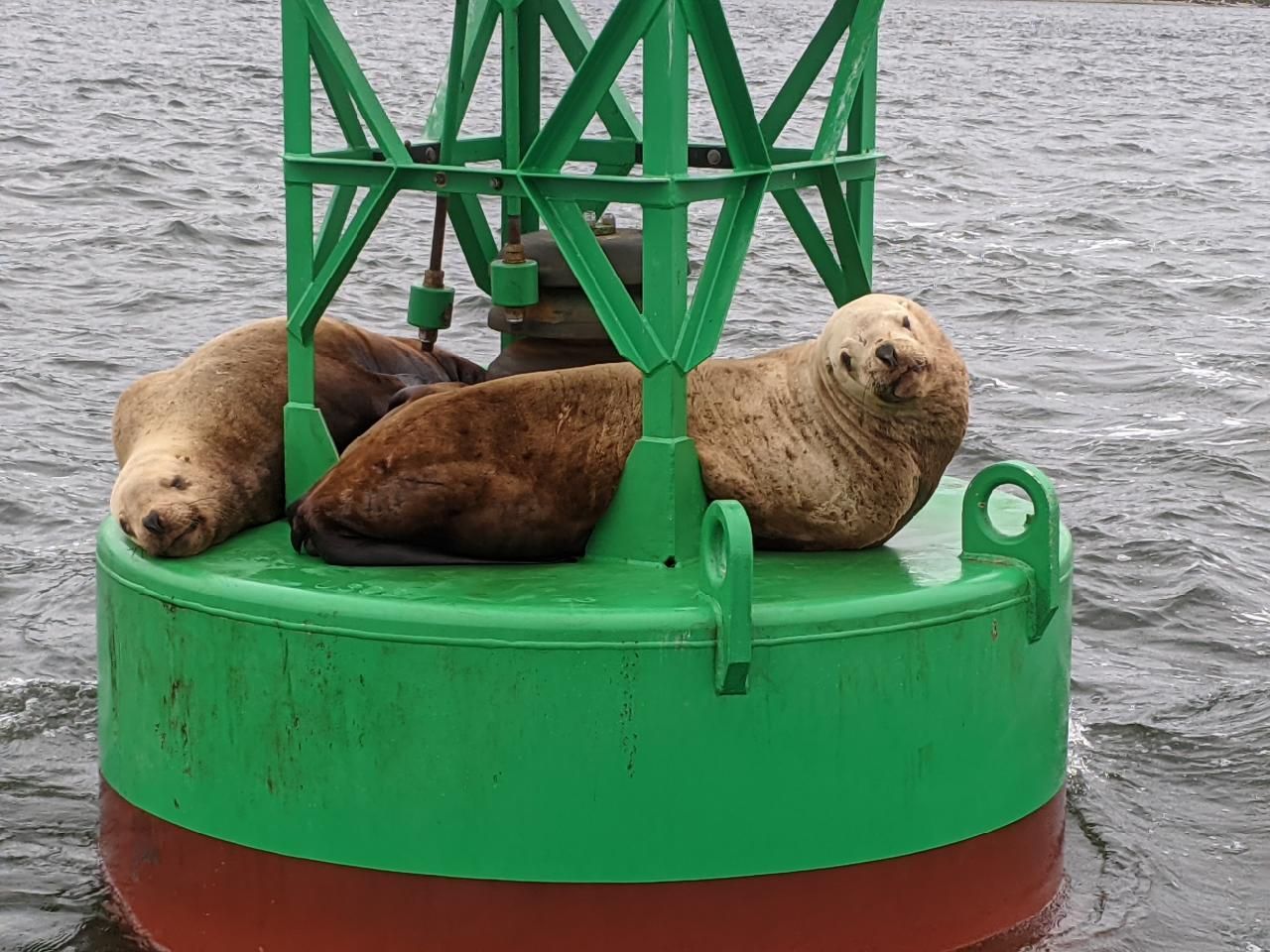 Two sea lions resting on a green buoy in the water.