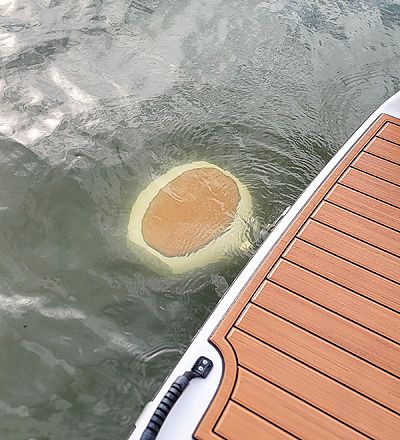 Yamaha Boats 252SE 2024 next to floating bread in water.