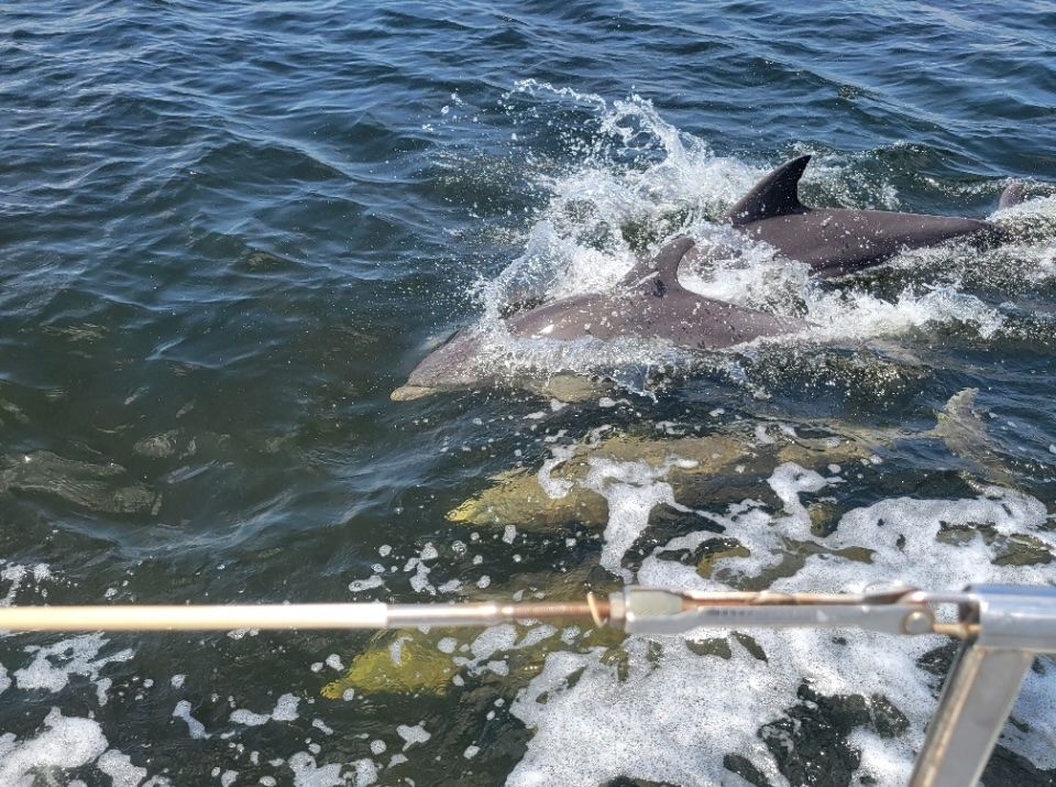 Dolphins swimming alongside a boat on the water.