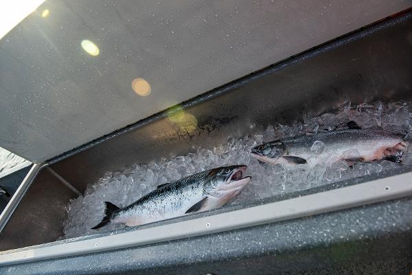 Freshly caught fish on ice in a 2023 Spartan 220 Maximus Pro boat.