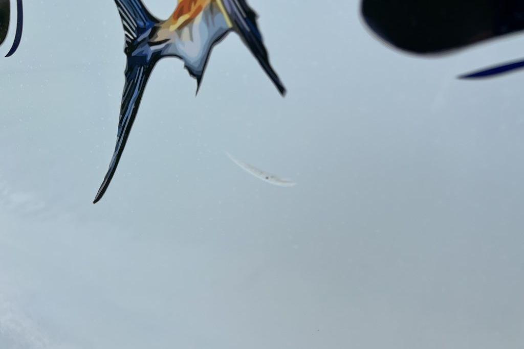 Close-up of a 2021 Sea Hunt Gamefish 25 boat graphic featuring a marlin design.