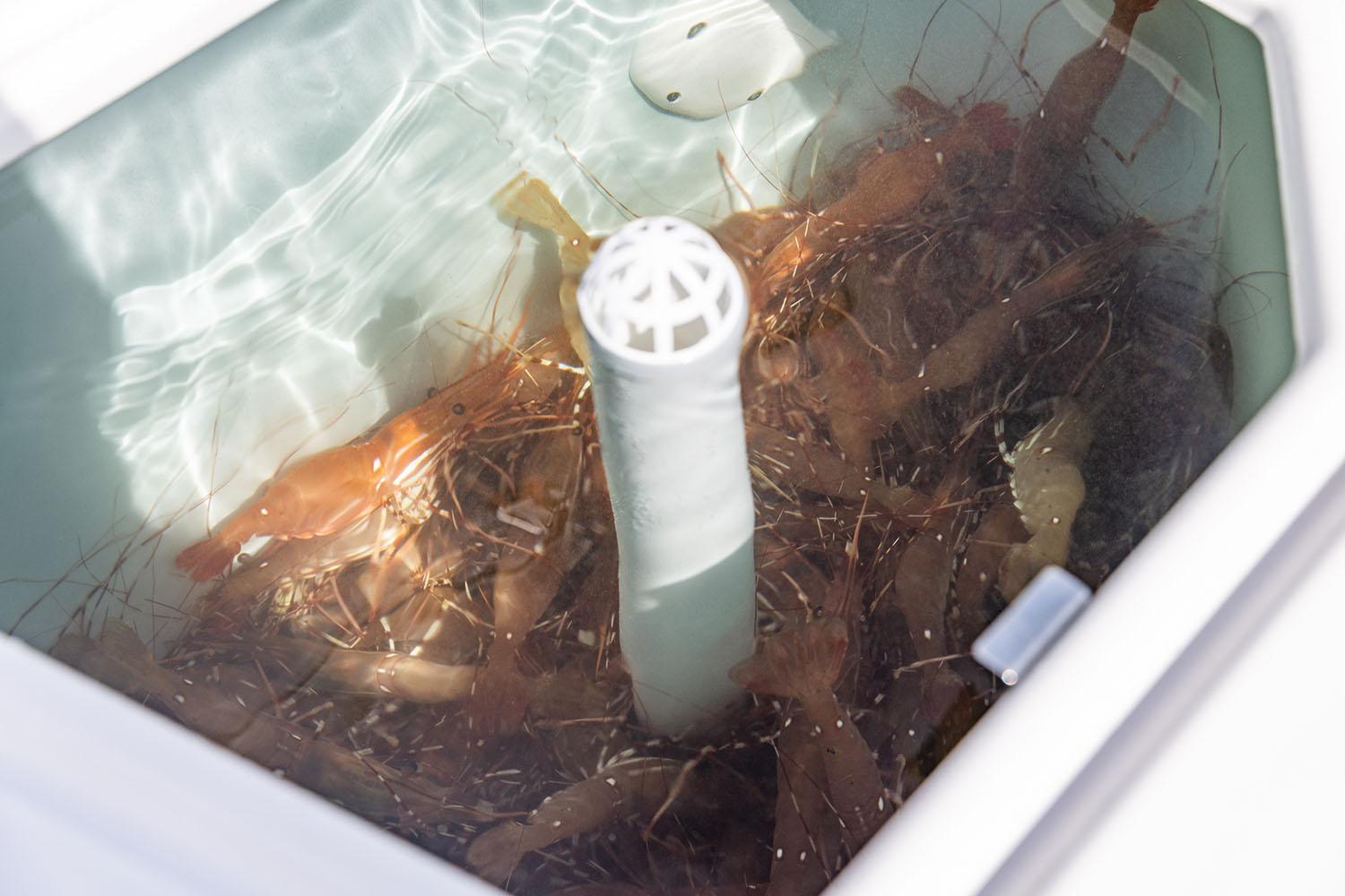 Manufacturer Provided Image: Live shrimp in a Solara S-310 CW baitwell, 2025 model.
