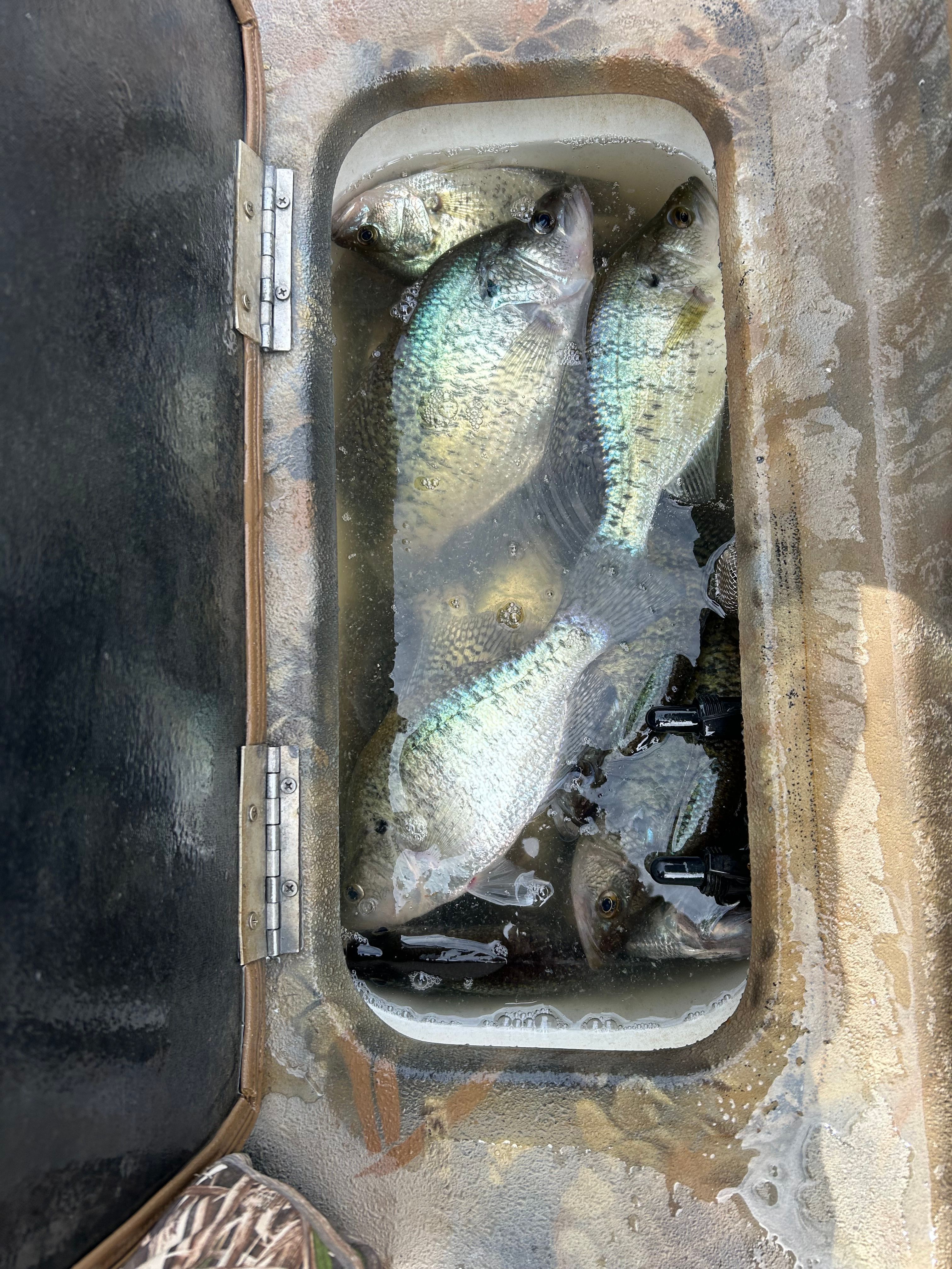 2021 Excel 21 Catfish Pro SC - 4