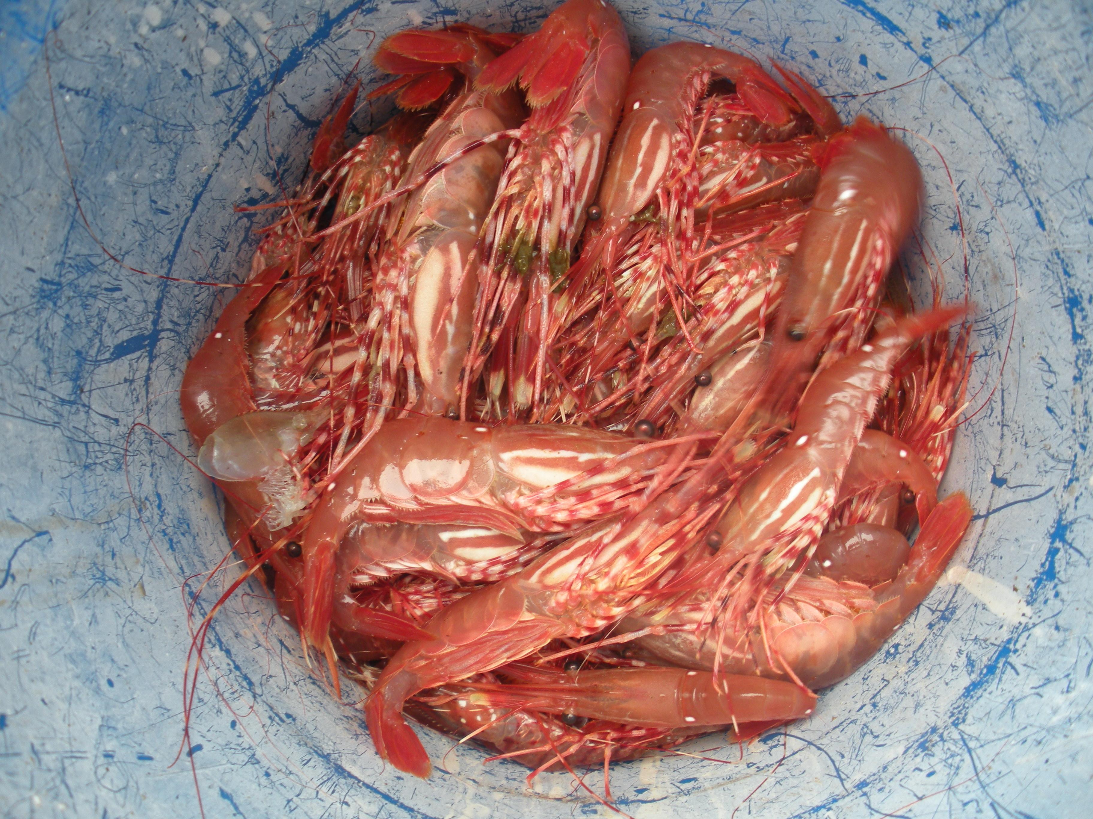 Freshly caught shrimp in a blue bucket.