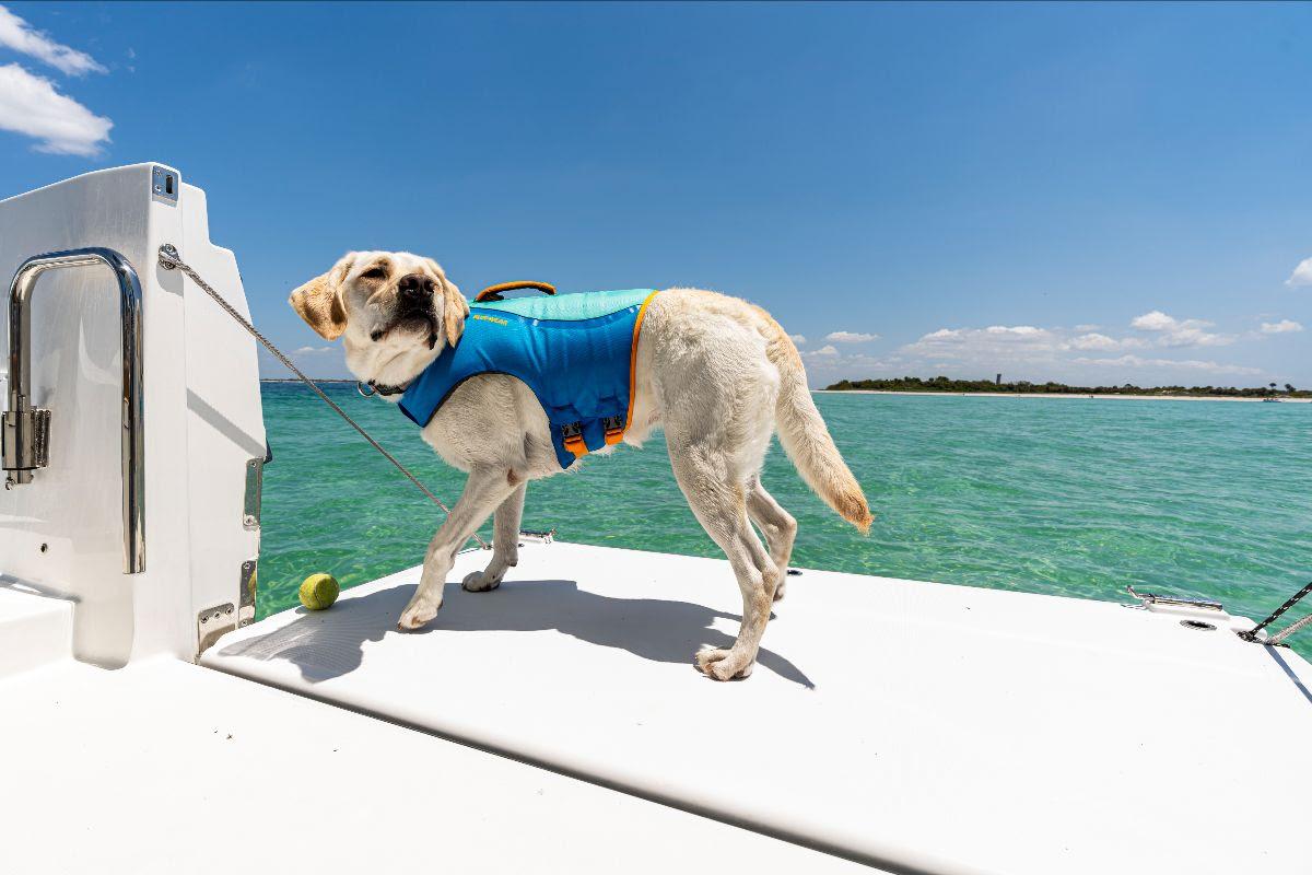 Dog in life jacket on 2025 Beneteau Flyer 9 SUNdeck, enjoying sunny ocean view.