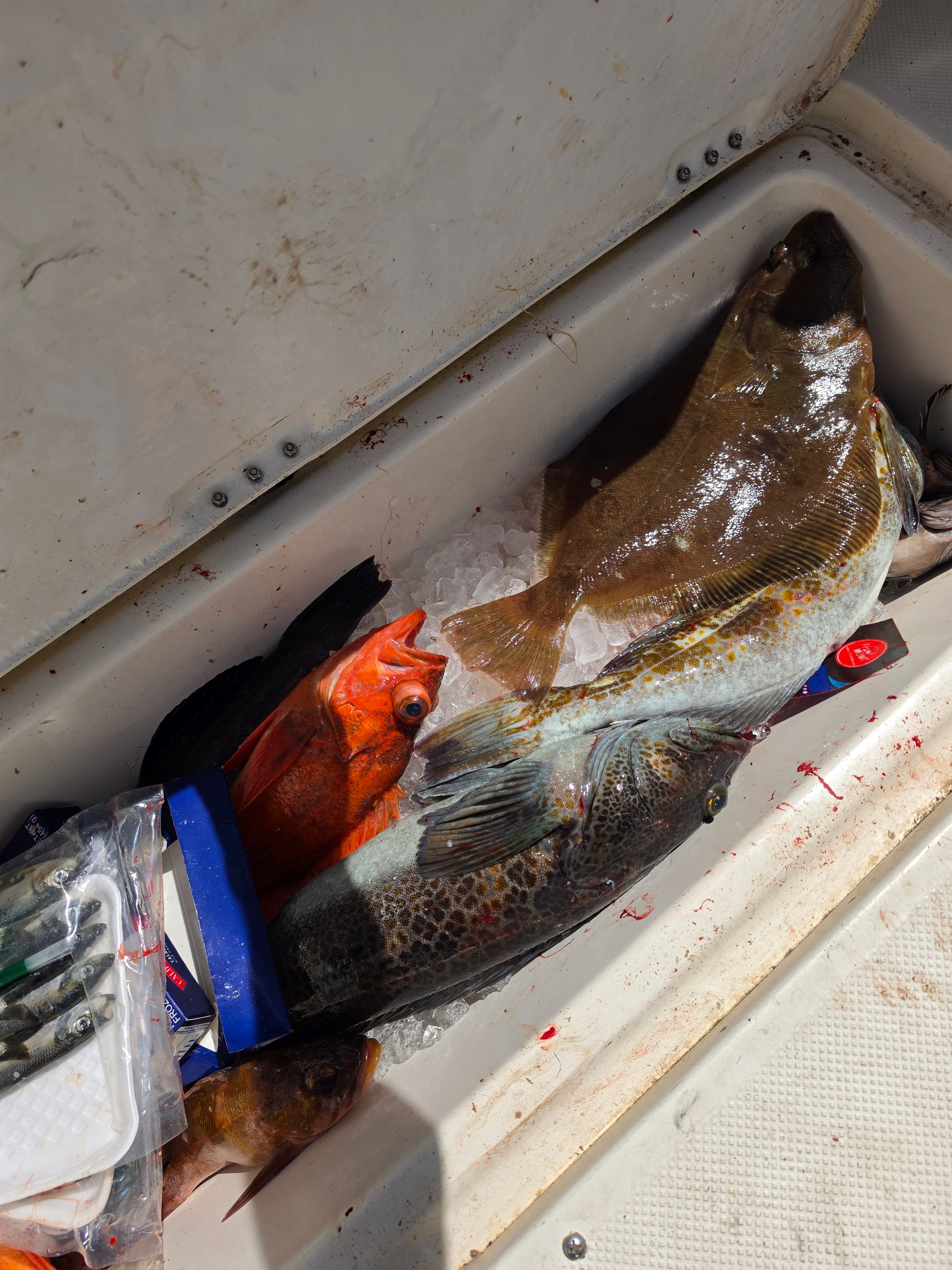 A fish compartment on a Bayliner 2352 Trophy Walkaround boat, filled with various fish on ice.