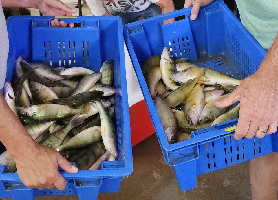 Fresh fish in blue crates, ready for sale.