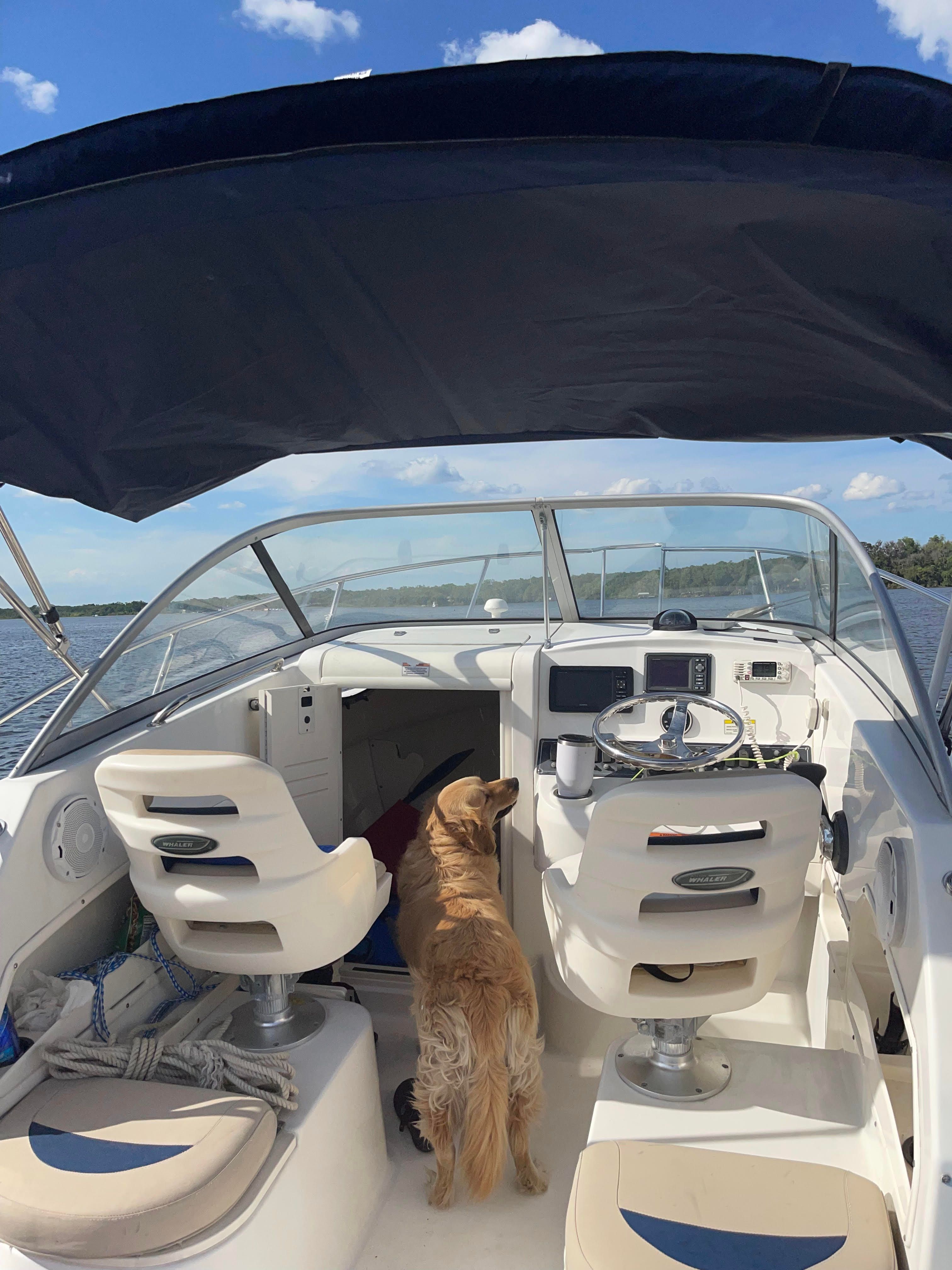 Dog on Boston Whaler 235 Conquest boat, 2010 model.