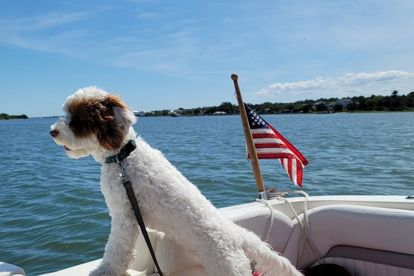 A dog stands on a boat with an American flag in the background.