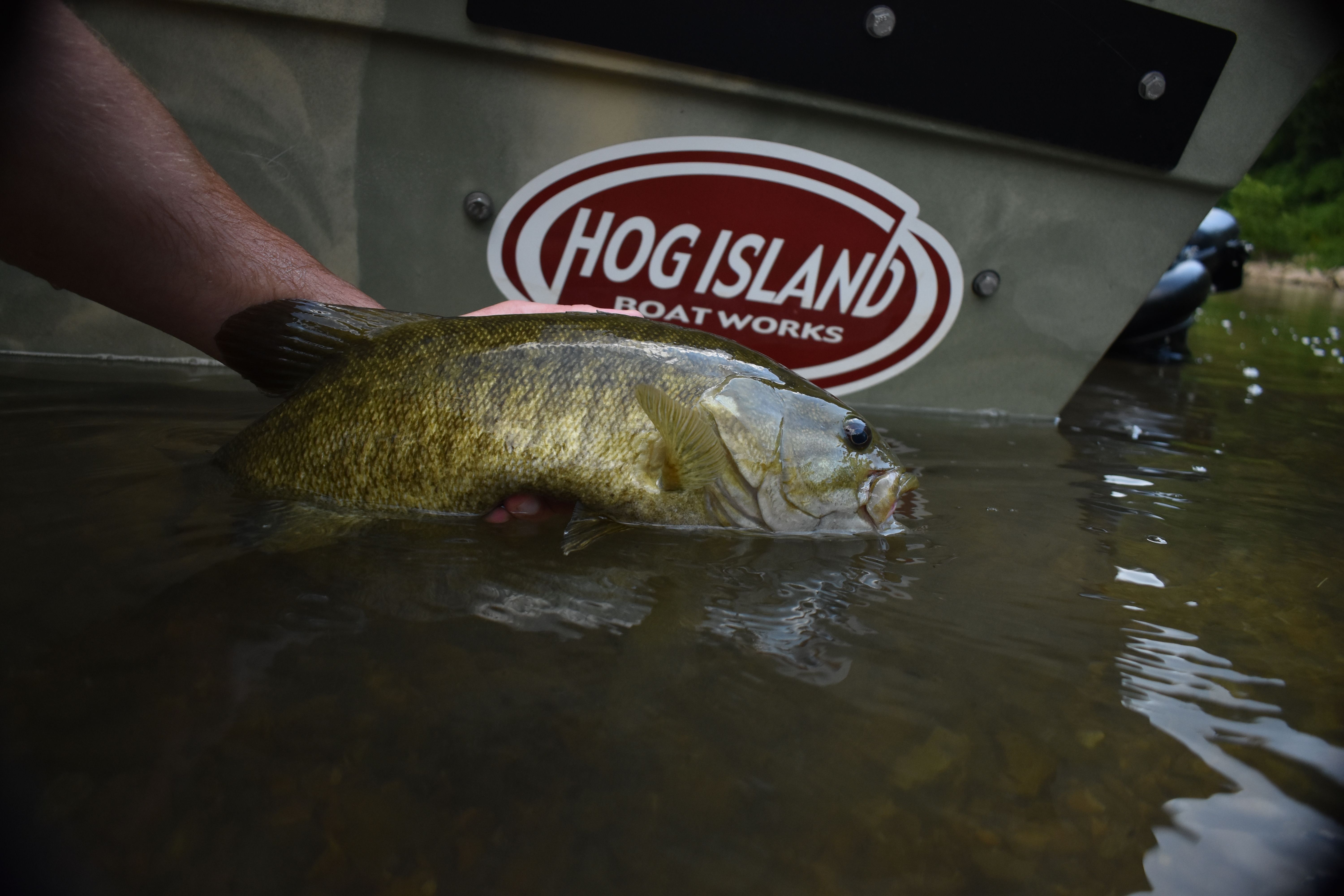 A person holds a fish next to a boat in the water. The boat has a Hog Island logo.