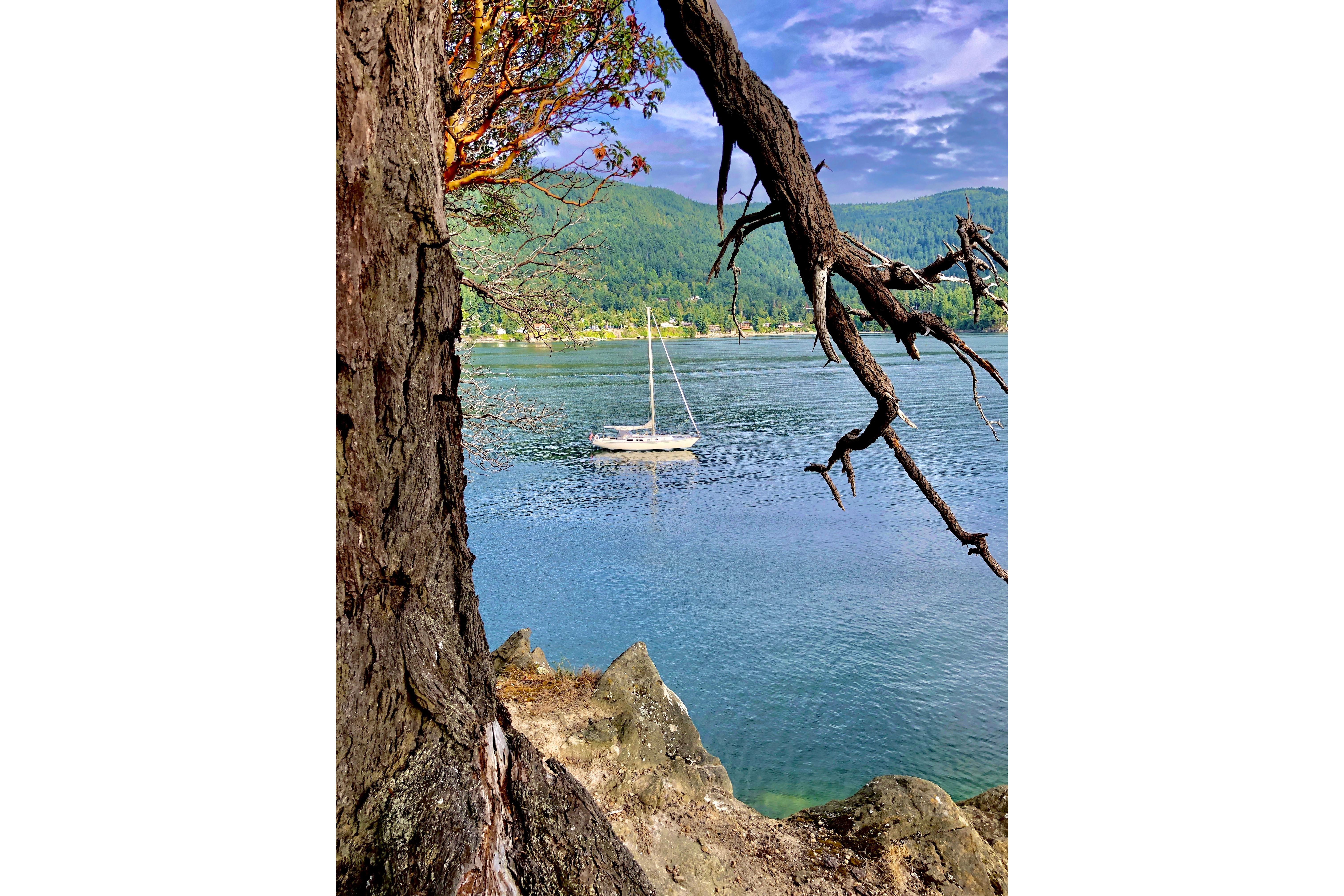 Sailboat on serene lake with tree foreground, Pearson Competitor 1971 model.